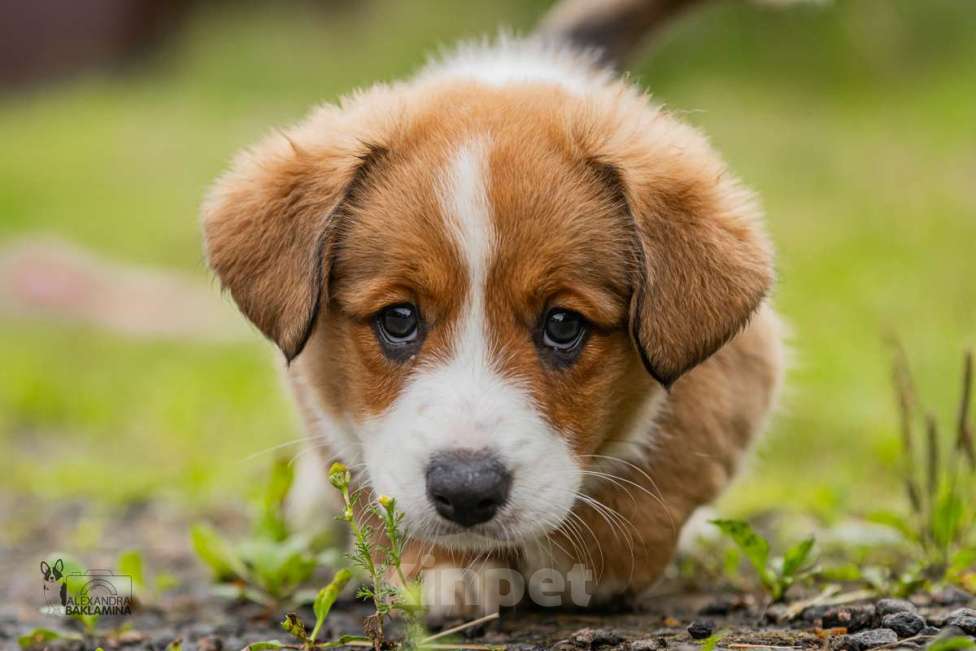 Собаки в Москве: Граф Мальчик, 50 000 руб. - фото 4