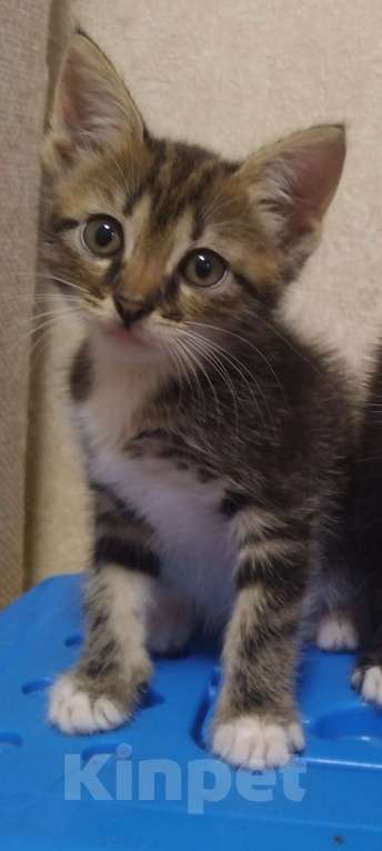 Кошки в Егорьевске: В добрые ручки Девочка, Бесплатно - фото 1