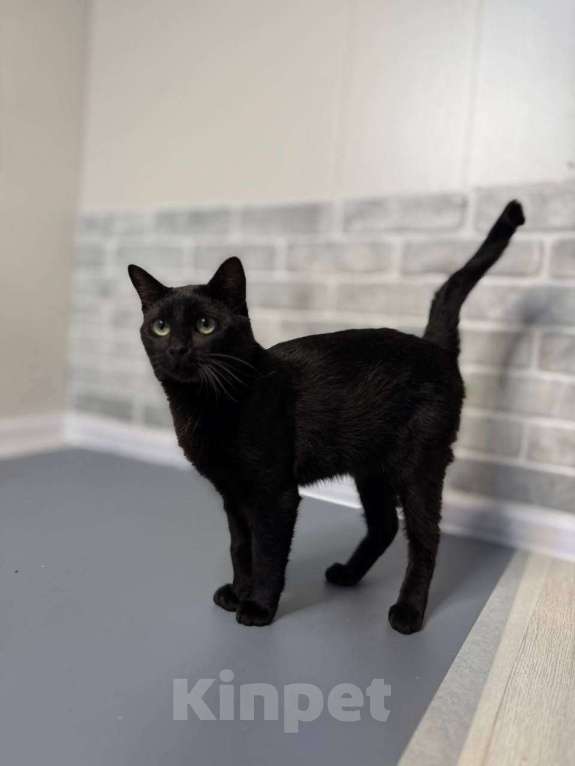 Кошки в Санкт-Петербурге: Стич — удивительный кот в добрые руки! Мальчик, Бесплатно - фото 4