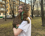 Кошки в Москве: ПРОПАЛА КОШКА Девочка, 10 000 руб. - фото 2