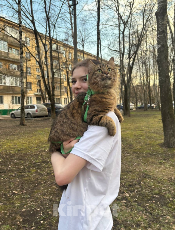 Кошки в Москве: ПРОПАЛА КОШКА Девочка, 10 000 руб. - фото 2