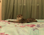 Кошки в Нолинске: Вязка шотландский вислоухий, 2 000 руб. - фото 4