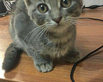 Кошки в Кузнецке-8: Котики и кошечка 3 месяца, Бесплатно - фото 1