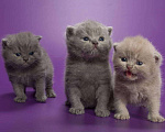 Кошки в Колпашево: Котята к Новому Году, 6 000 руб. - фото 4
