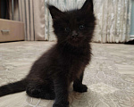 Кошки в Лукоянове: Котята породы Мейн-кун, 12 000 руб. - фото 4