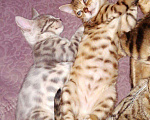 Кошки в Называевске: Бенгальские подарочки. 3 месяца., 15 000 руб. - фото 5