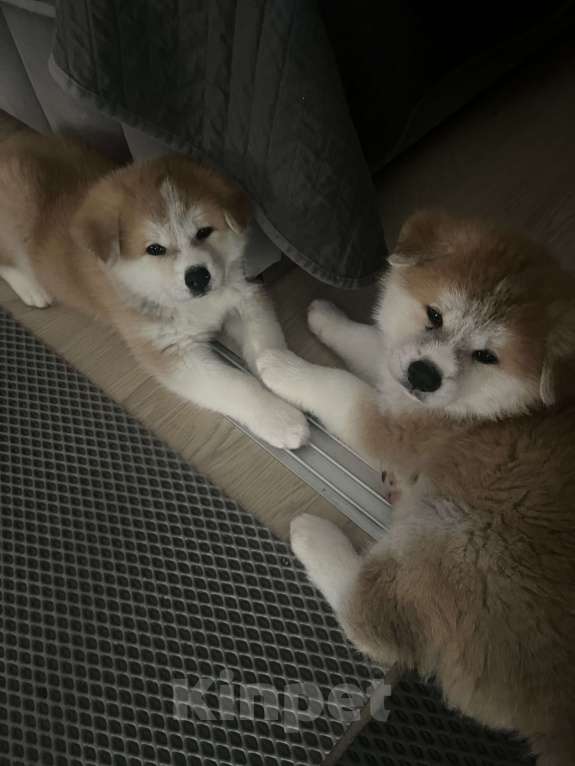 Собаки в Москве: Мальчик сын Чемпиона России ищет себе любящих хозяев  Мальчик, 130 000 руб. - фото 6