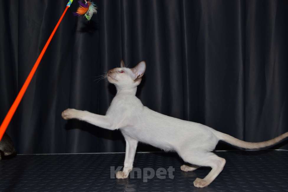 Кошки в Глазове: Финик Мальчик, Бесплатно - фото 6