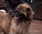 Собаки в Видном: Кавказец Кагыр, 3 года Мальчик, Бесплатно - фото 4