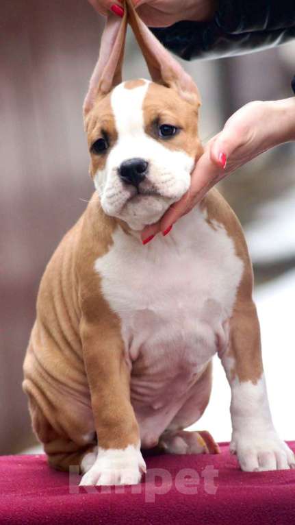 Собаки в Москве: Щенок стафордширского терьера Мальчик, 35 000 руб. - фото 4