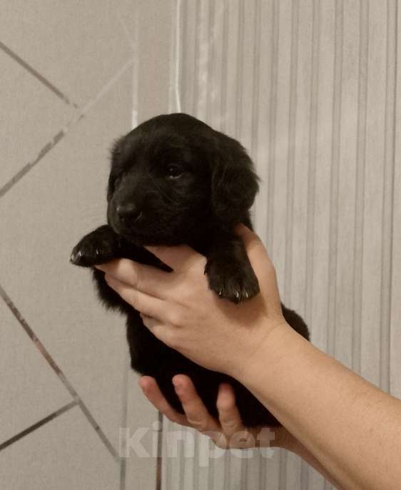 Собаки в Строителе: Пушистик от таксы Мальчик, Бесплатно - фото 2