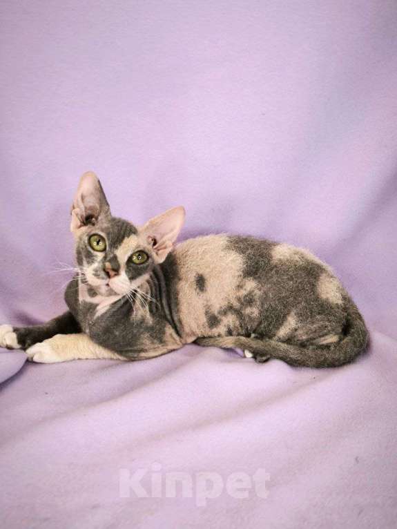 Кошки в Москве: девочка украинский левкой страйт Девочка, Бесплатно - фото 1