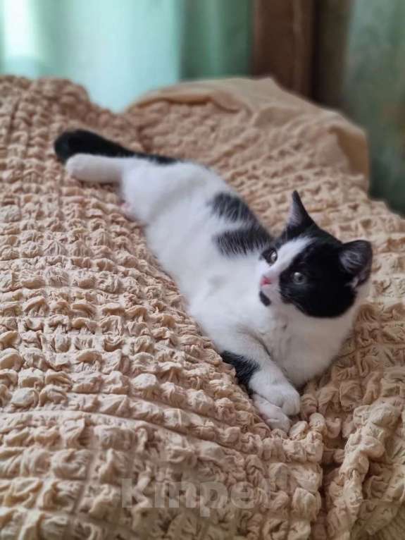 Кошки в Санкт-Петербурге: Девочка 2,5 мес хороший характер Девочка, Бесплатно - фото 2