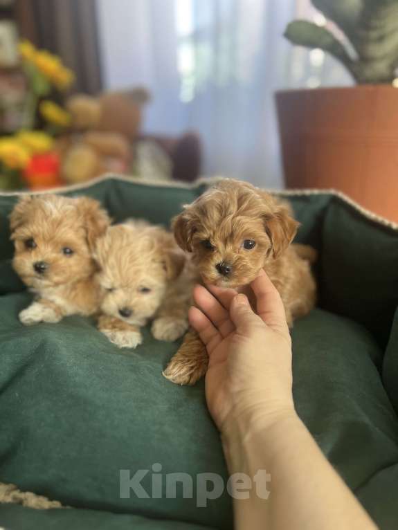 Собаки в других городах Московской области: Мальтипу f1 Мальчик, 150 000 руб. - фото 4