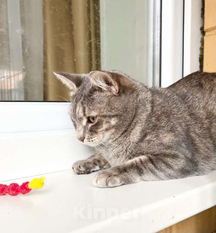 Кошки в Москве: Полосатая Элис юная кошечка в добрые руки Девочка, Бесплатно - фото 3