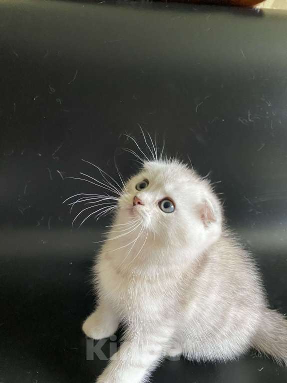 Кошки в Москве: Жан Мальчик, 45 000 руб. - фото 5