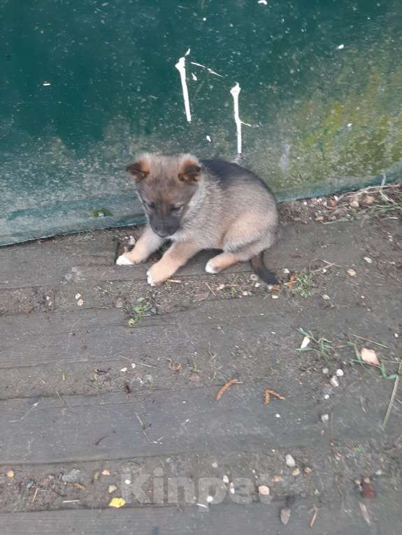 Собаки в Наволоке: Продам щенков немецкой овчарки Девочка, 1 000 руб. - фото 2