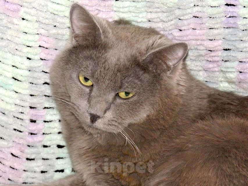 Кошки в Санкт-Петербурге: Ясон, кот-подкидыш, который всё ещё ждёт своего человека Мальчик, Бесплатно - фото 8