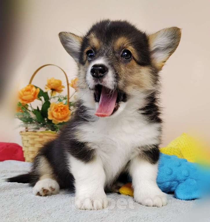 Собаки в Москве: Щенки Вельш Корги Пемброк РКФ Девочка, 50 000 руб. - фото 3