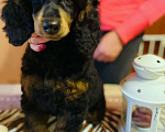 Собаки в Москве: Пудель девочка черно-подпалого окраса Девочка, Бесплатно - фото 3