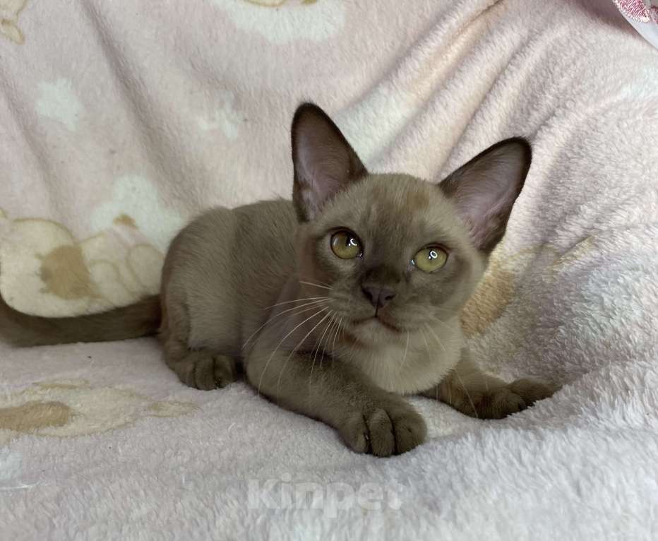 Кошки в Дмитрове: Шоколадный бурманский мальчик Baks Мальчик, 40 000 руб. - фото 4