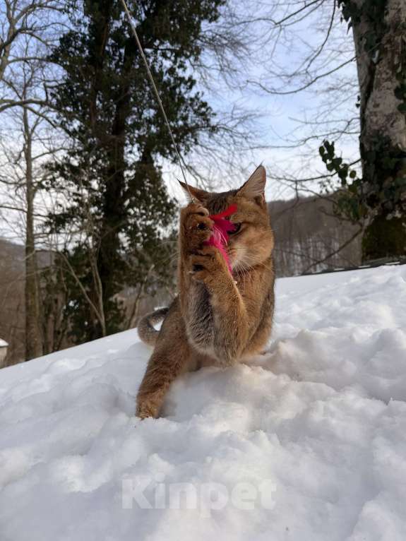 Кошки в Геленджике: Чаузи ф3 кошечка Девочка, 9 000 руб. - фото 4