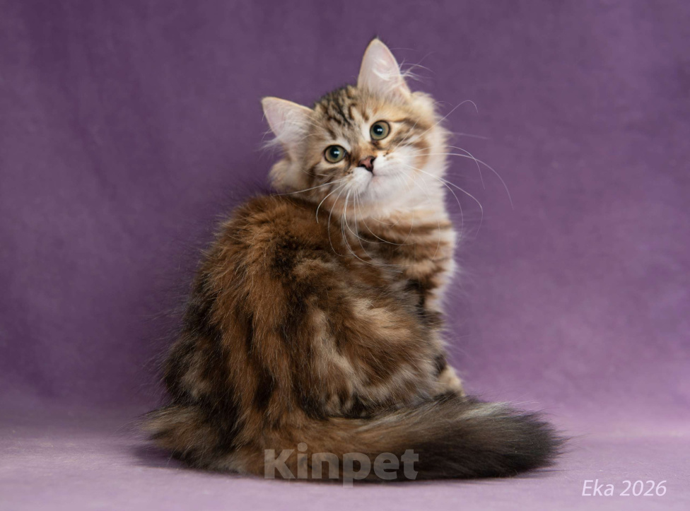 Кошки в Королеве: Сибирский котёнок, девочка Девочка, 70 000 руб. - фото 1