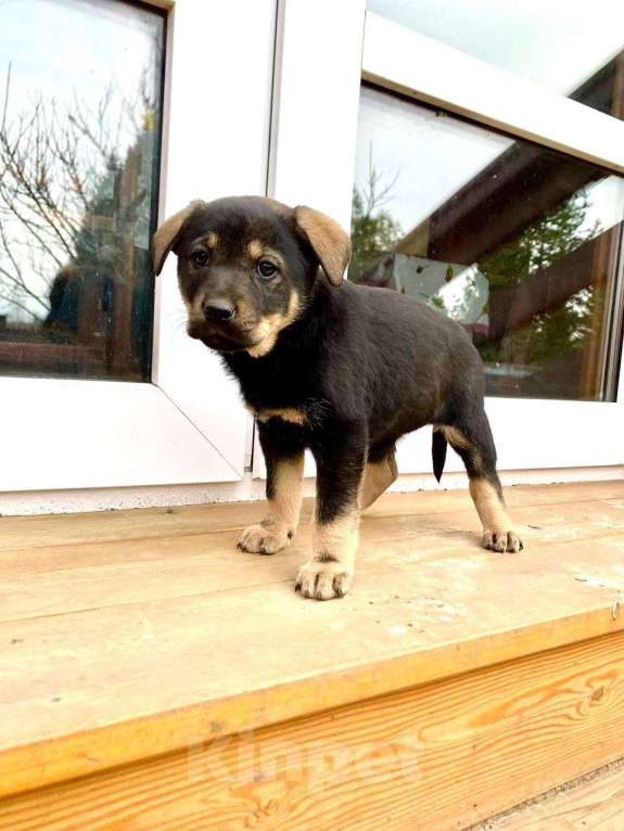 Собаки в Москве: Щенки девочки в добрые руки Девочка, Бесплатно - фото 8