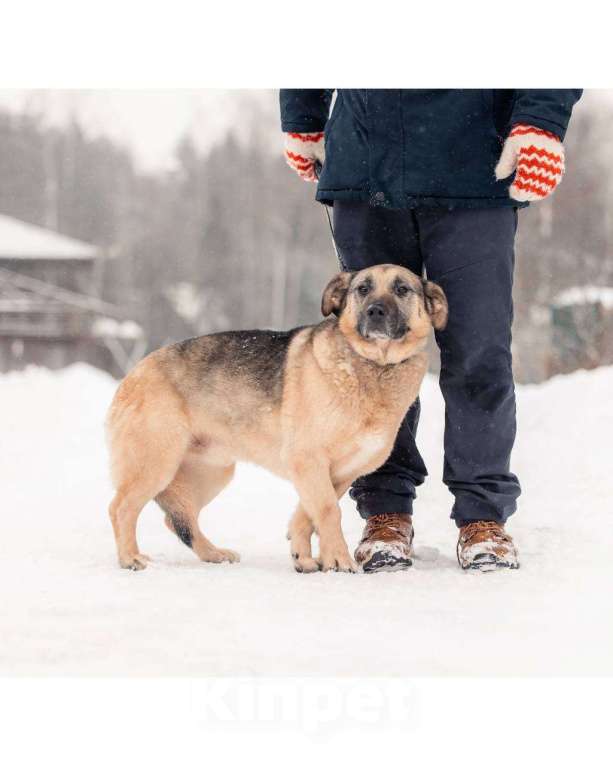 Собаки в других городах Московской области: Привет, я Малыш :) Мальчик, Бесплатно - фото 4