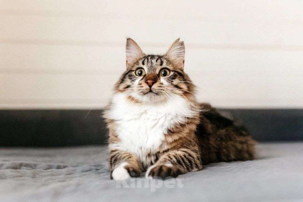 Кошки в Москве: Кот Кемер ищет дом Мальчик, Бесплатно - фото 1