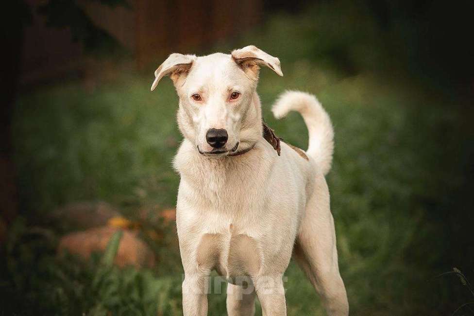 Собаки в Москве: Белый ласковый пёсель Этьен в самые добрые руки Мальчик, 1 руб. - фото 2