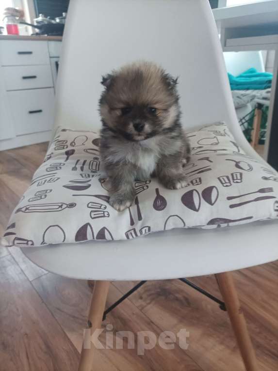 Собаки в Химках: Малыши, рождённые 8 Марта Разнополые, 35 000 руб. - фото 8