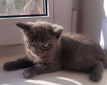 Кошки в Гатчине: Котята метисы от вислоухой шотландской Девочка, 1 500 руб. - фото 5