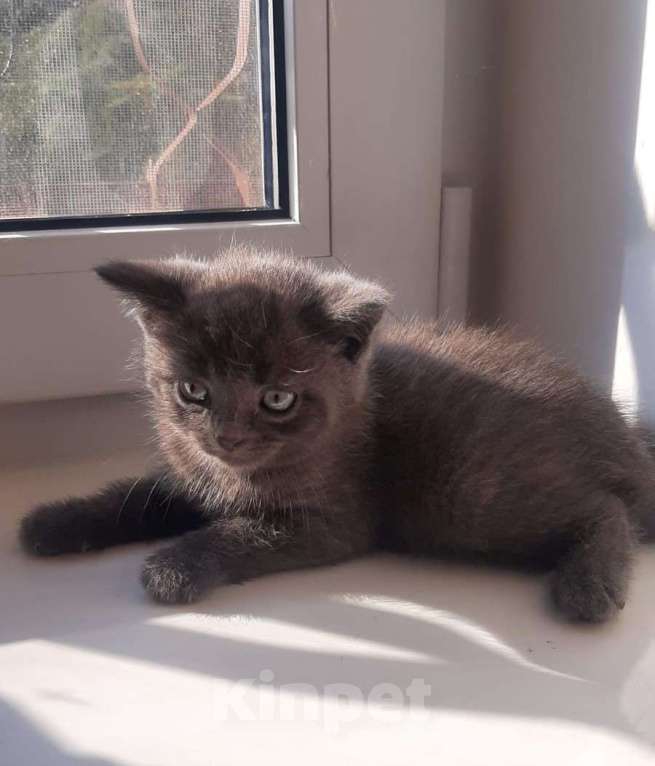 Кошки в Гатчине: Котята метисы от вислоухой шотландской Девочка, 1 500 руб. - фото 5