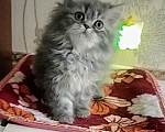 Кошки в Краснодаре: Персидские котята  Девочка, 3 000 руб. - фото 2