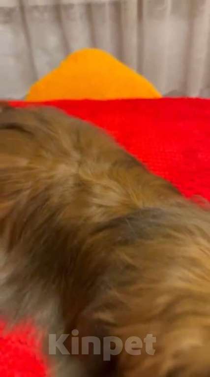 Собаки в Москве: Красотка Гаванский Бишон Хаванез  Девочка, 85 000 руб. - фото 2