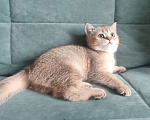 Кошки в Екатеринбурге: Шотландский котёнок золотая шиншилла Девочка, Бесплатно - фото 3