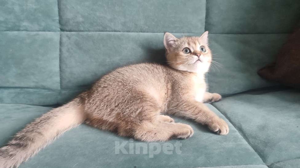 Кошки в Екатеринбурге: Шотландский котёнок золотая шиншилла Девочка, Бесплатно - фото 3
