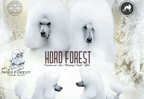 стандартный пудель -белая сука