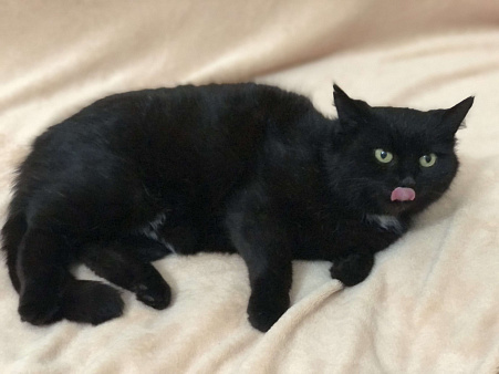 Кошка в добрые руки