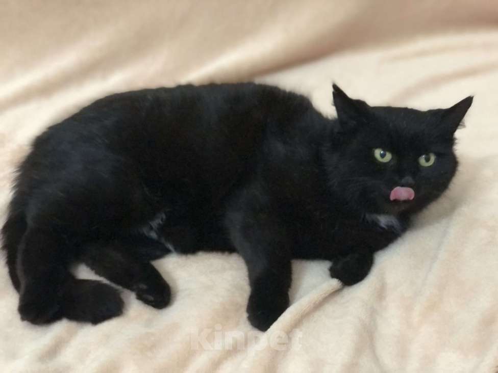 Кошки в Краснодаре: Кошка в добрые руки Девочка, Бесплатно - фото 1