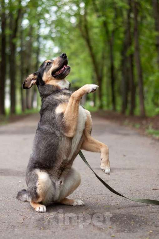 Собаки в Ногинске: Кузька - маленький песик в дар Мальчик, Бесплатно - фото 8