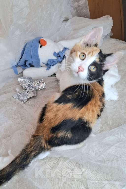 Кошки в Москве: Трехцветный котёнок в добрые руки  Девочка, Бесплатно - фото 2