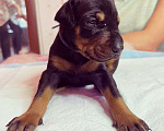 Собаки в других городах Московской области: Щенки доберамна Мальчик, 75 000 руб. - фото 3