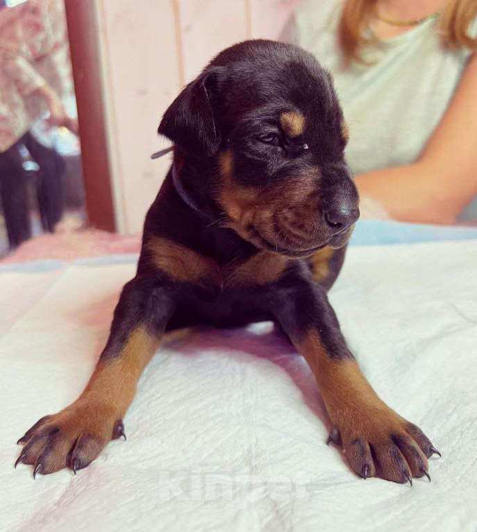 Собаки в других городах Московской области: Щенки доберамна Мальчик, 75 000 руб. - фото 3