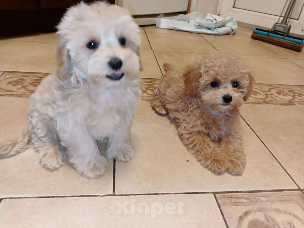 Собаки в Москве: Мальтипу Ф1 девочка Хлоя (Кудряшка) Девочка, 80 000 руб. - фото 5