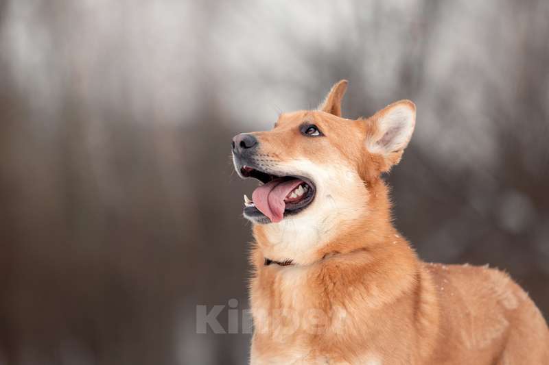 Собаки в Москве: Рыжая лисичка Белла в добрые руки Девочка, Бесплатно - фото 3