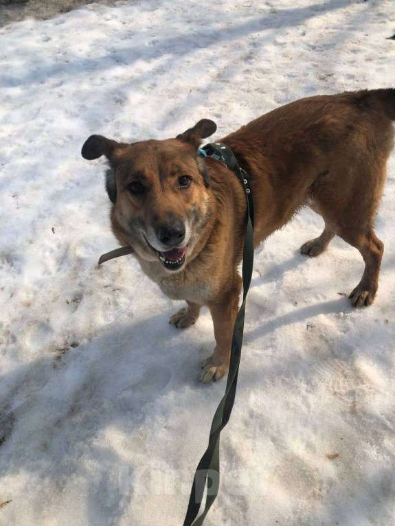 Собаки в Москве: Очаровательный ушастик Лёня из приюта Мальчик, Бесплатно - фото 7