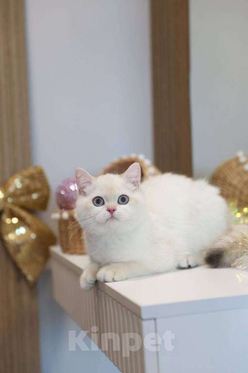 Кошки в Москве: Британская девочка Лолла Девочка, 100 000 руб. - фото 2