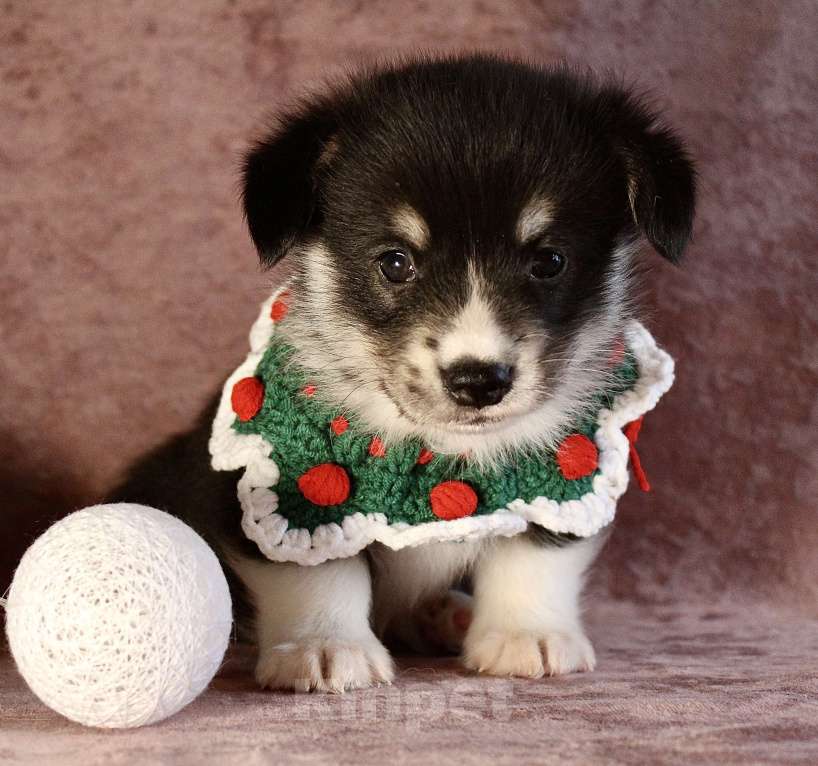 Собаки в Москве: Щенки вели корги пемброк  Мальчик, 50 000 руб. - фото 3